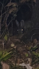 Sylvilagus floridanus