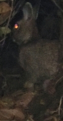 Sylvilagus floridanus