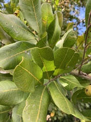 Cupaniopsis anacardioides