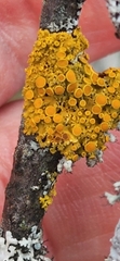 Polycauliona polycarpa