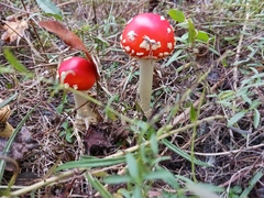 Amanita