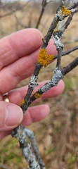 Polycauliona polycarpa