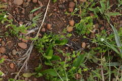 Justicia anagalloides