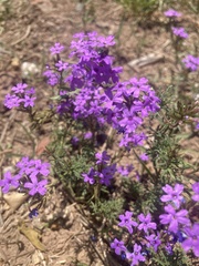 Glandularia tenera