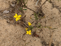 Croptilon divaricatum