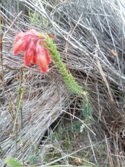 Erica cerinthoides cerinthoides