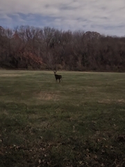 Odocoileus virginianus