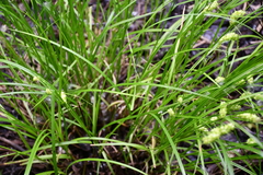 Carex tuckermanii