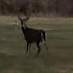 Odocoileus virginianus