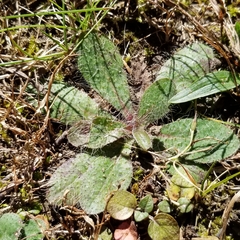 Pilosella officinarum