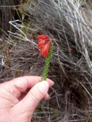 Erica cerinthoides cerinthoides