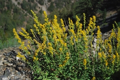 Solidago confinis