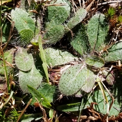 Pilosella officinarum