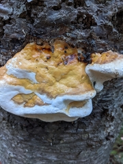 Fomitopsis