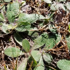 Pilosella officinarum