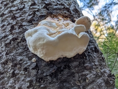 Fomitopsis