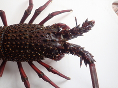 Sagmariasus verreauxi