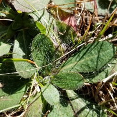 Pilosella officinarum