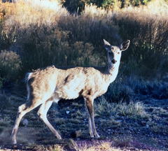 Odocoileus virginianus carminis