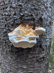 Fomitopsis