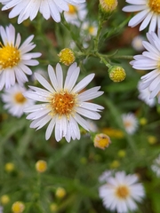 Symphyotrichum dumosum