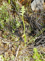 Microtis unifolia