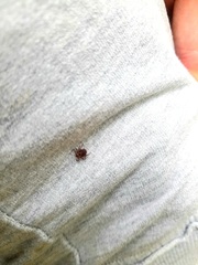 Ixodidae