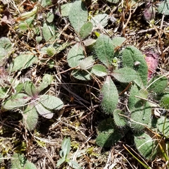 Pilosella officinarum