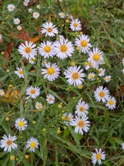 Symphyotrichum dumosum