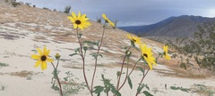 Helianthus petiolaris canescens