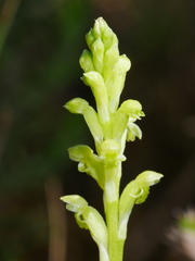 Microtis unifolia