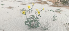 Helianthus petiolaris canescens
