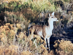 Odocoileus virginianus carminis