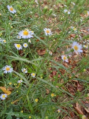 Symphyotrichum dumosum
