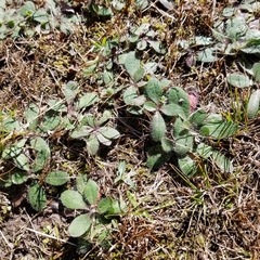 Pilosella officinarum