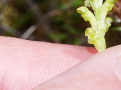 Microtis unifolia