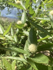 Cephalanthus glabratus