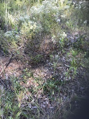 Crotalaria rotundifolia