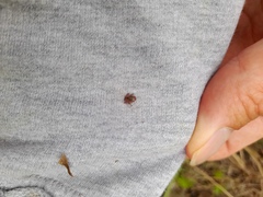 Ixodidae