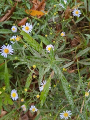 Symphyotrichum dumosum