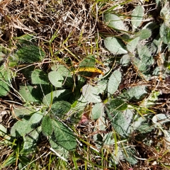 Pilosella officinarum