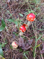 Amanita