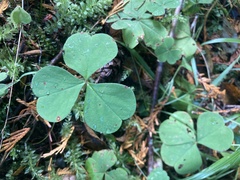 Oxalis oregana
