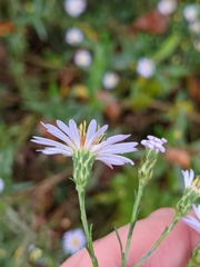 Symphyotrichum dumosum