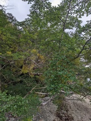 Nothofagus antarctica