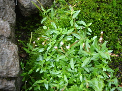 Epilobium fauriei