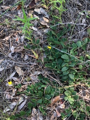 Crotalaria rotundifolia