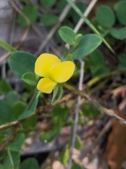 Crotalaria rotundifolia