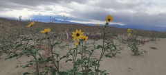 Helianthus petiolaris canescens
