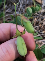 Crotalaria rotundifolia